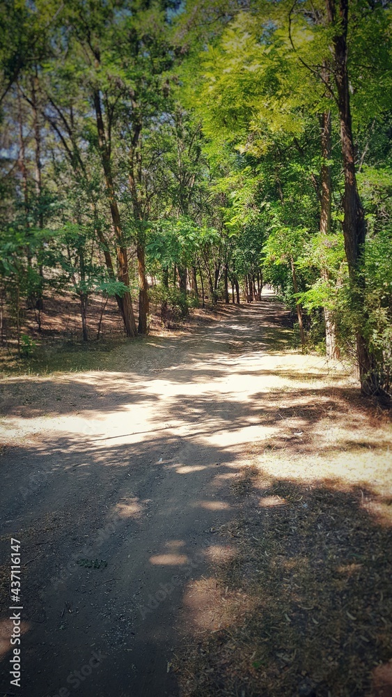 Fototapeta premium path in the forest