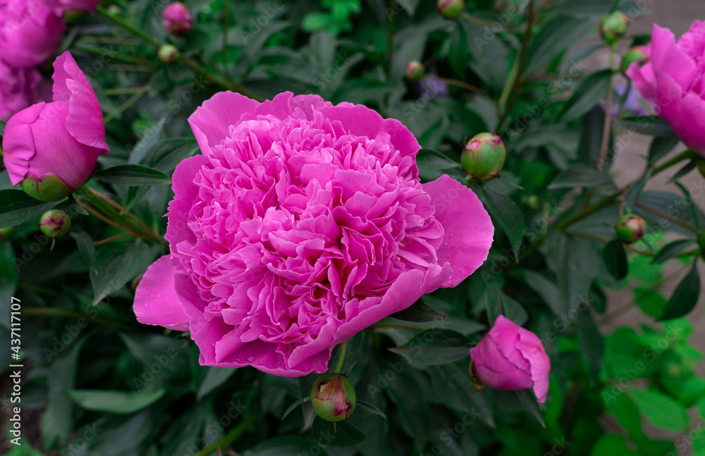 Beautiful peony flower on a background of green leaves Beautiful peony flower on a background of green leaves
