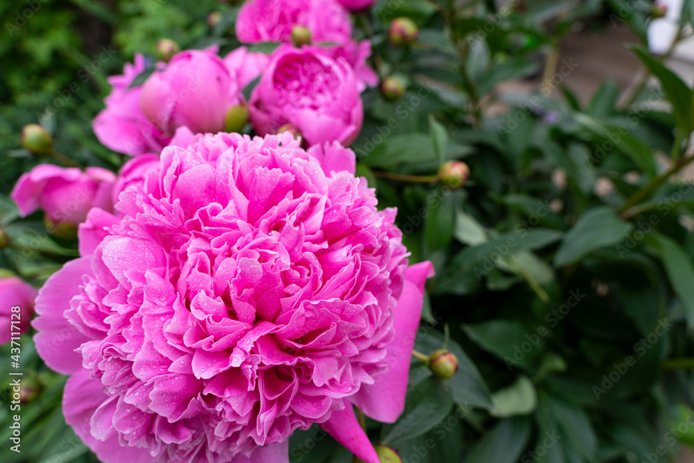 Flowers of pink peonies in drops of morning dew