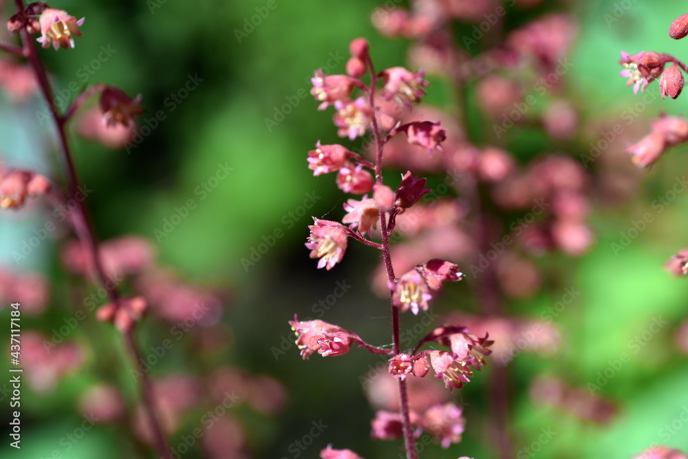 Blühende Purpurglöcken in einem Beet Blühende Purpurglöcken in einem Beet