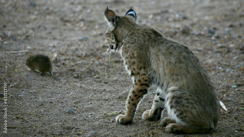 Obraz premium bobcat playing with hunted rat