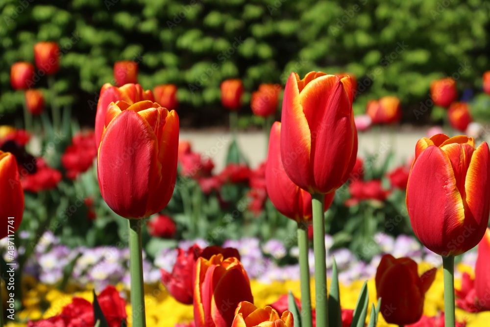 Fototapeta premium Flowers, red tulips in full bloom in the spring garden. Natural floral background. Tulipa - genus of spring-blooming perennial herbaceous bulbiferous geophytes. Flower background 