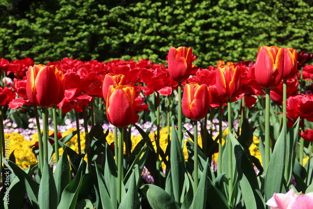 Obraz premium Flowers, red tulips in full bloom in the spring garden. Natural floral background. Tulipa - genus of spring-blooming perennial herbaceous bulbiferous geophytes. Flower background 