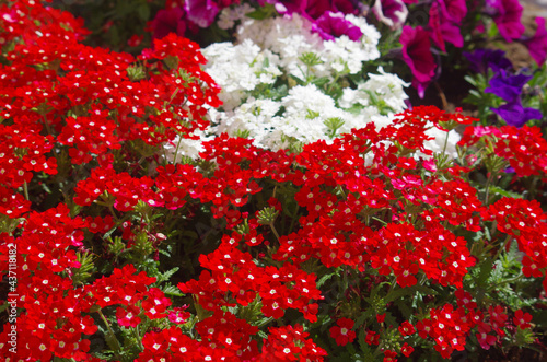 Flowerbed with red Verbena  the flowers are fragrant and are suitable for growing in gardens