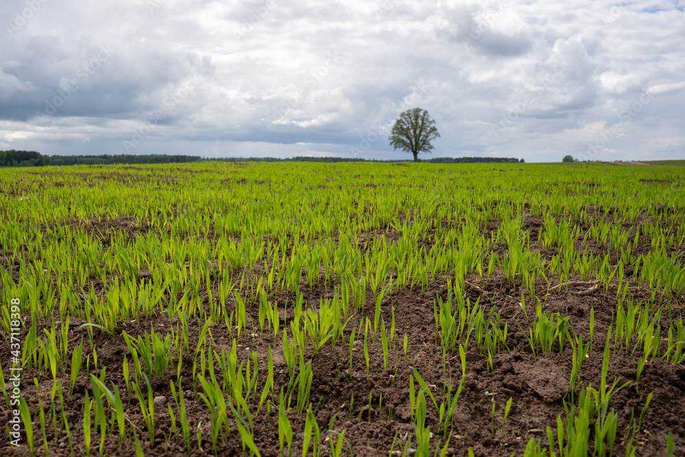 Fototapeta premium a large wet cereal field with green cereal sprouts and in the distance we see a large tree over which there are thick fluffy rain clouds