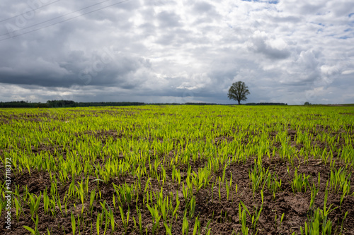 a large wet cereal field with green cereal sprouts and in the distance we see a large tree over which there are thick fluffy rain clouds