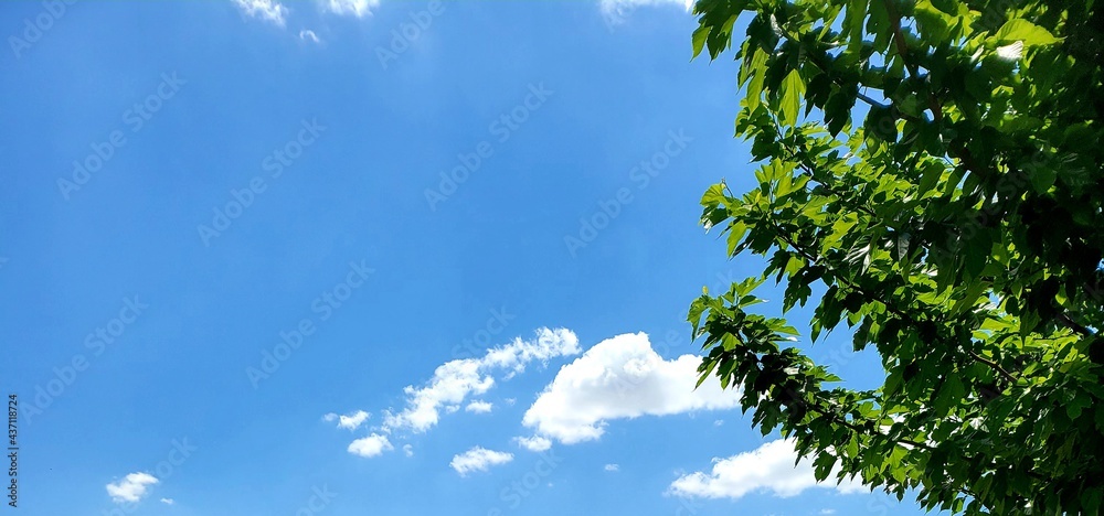 Obraz premium The bright green Nature and Flowers of Summertime in close details ,the beautiful sunshine of middle east and Kurdistan very inviting and inspires visitor 