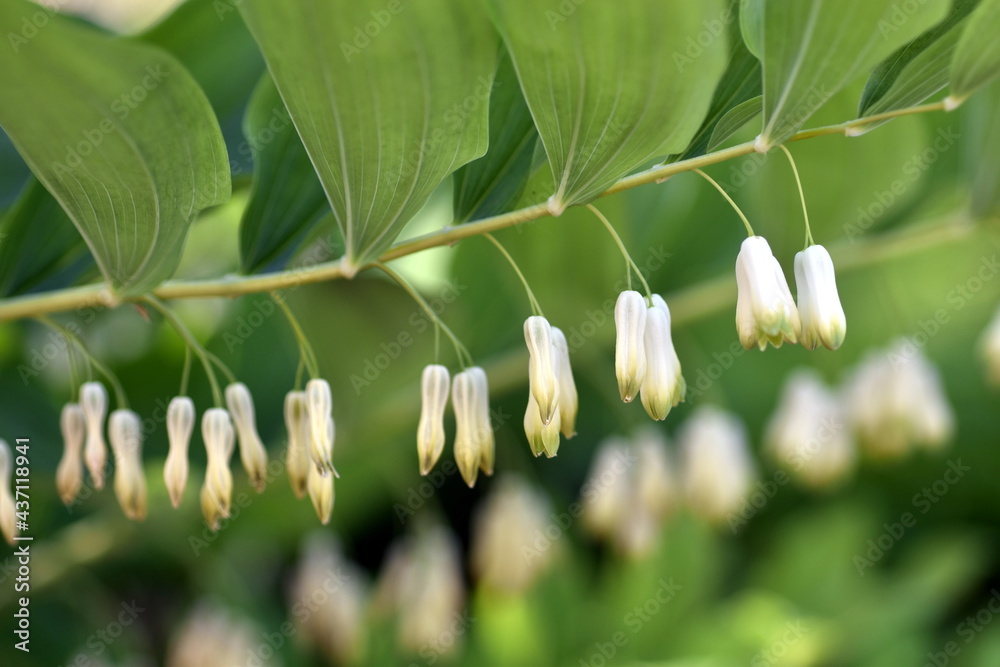 Obraz premium Blüten eines Tränenden Herzens
