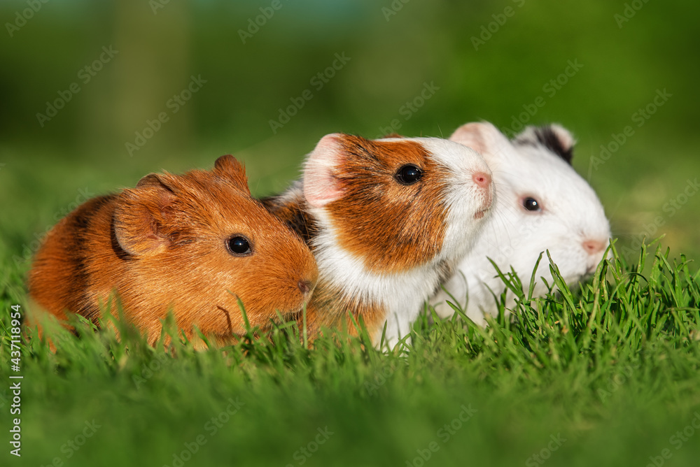 Three little guinea pigs sitting in a row outdoors in summer Three little guinea pigs sitting in a row outdoors in summer