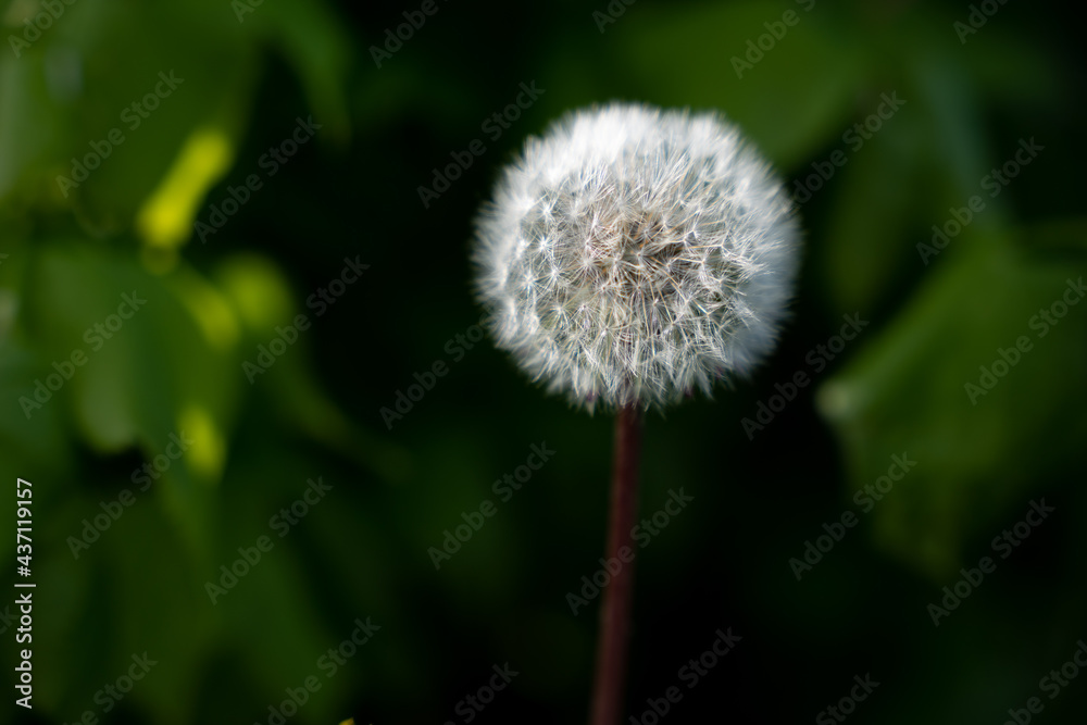 shoe blossomed dandelion fluff on a blue dark background shoe blossomed dandelion fluff on a blue dark background