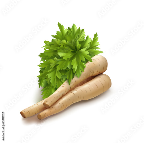 3d realistic parsley, parsnip roots, realistic horseradish illustration Fototapet