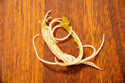 Internal parasites in the puppy's feces