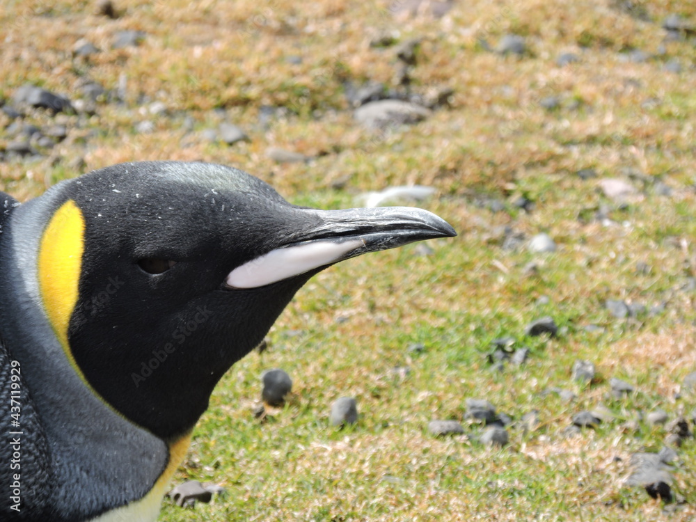 Naklejka premium Pingüino Real (Aptenodytes patagonicus) descansando en Kerguelen