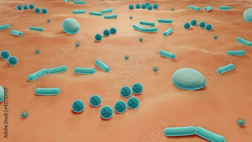 Skin micro biome, Microbes on the skin