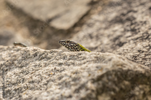 a young sand lizard enjoys the evening sun on some rocks