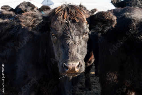 A large black cow, close up, with a runny nose. Concepts of illness, sick, virus