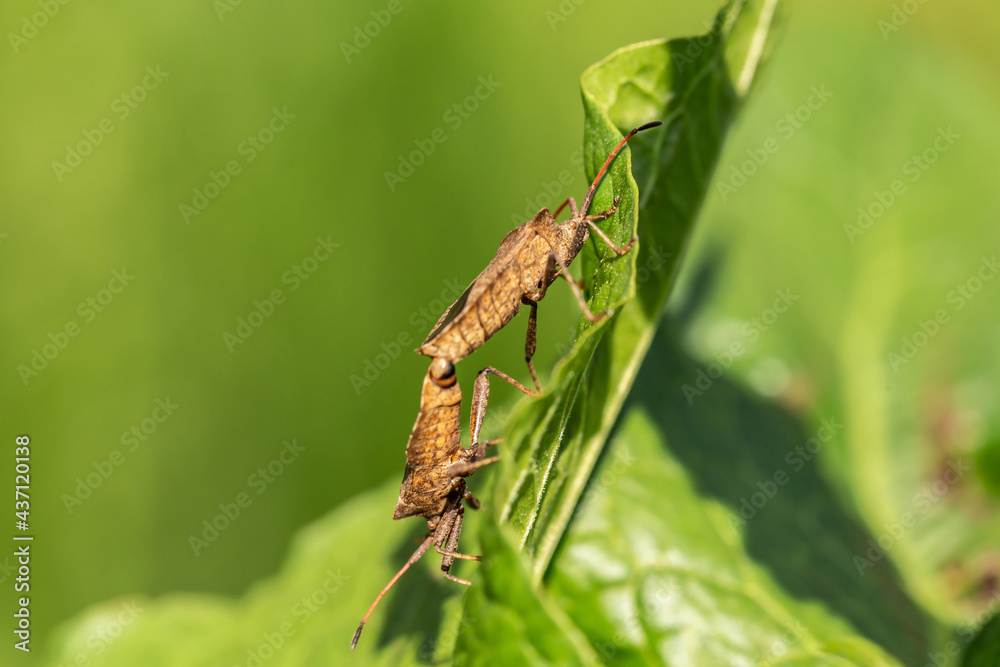 close up of mating Rhaphigaster nebulosa , bugs in a garden close up of mating Rhaphigaster nebulosa , bugs in a garden