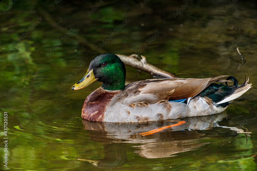 Obraz premium duck on a lake
