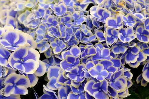 鬱陶しい梅雨の時期に爽やかな印象で楽しませてくれる紫陽花。品種はドリップブルー。青と白のコントラストが涼しげ。ブルーと白の紫陽花の花言葉は「辛抱強い愛情」「寛容」 © 宮岸孝守