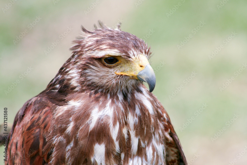 close up of a falcon