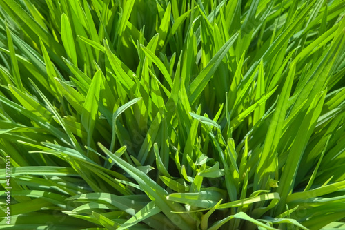 Young green grass in spring. Fresh green grass close up nature background.