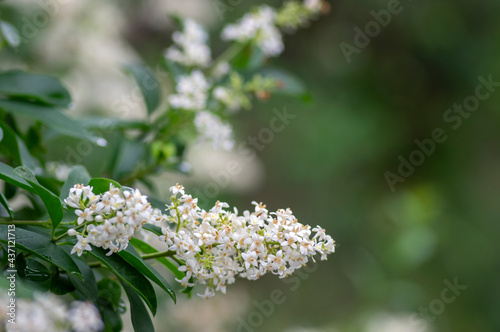 Ligustrum vulgare wild european privet white flowering plant, group of scented flowers in bloom on shrub branches