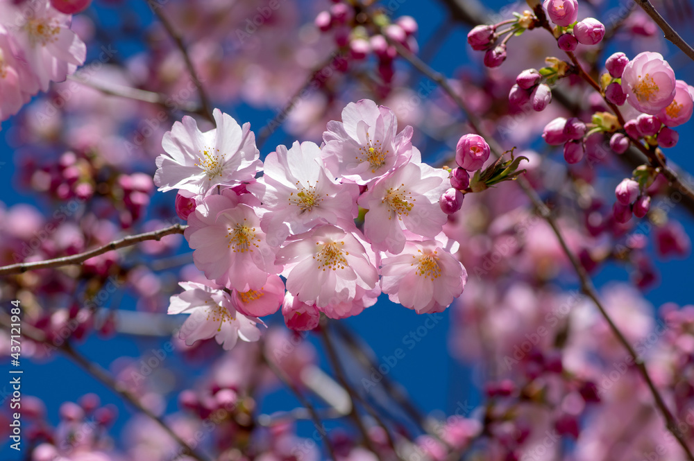 Prunus sargentii accolade sargent cherry flowering tree branches, beautiful groups light pink petal flowers in bloom and buds Prunus sargentii accolade sargent cherry flowering tree branches, beautiful groups light pink petal flowers in bloom and buds