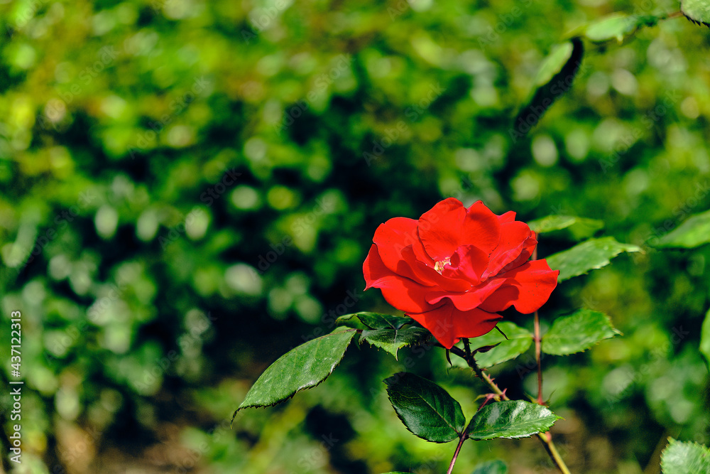 red rose in garden red rose in garden