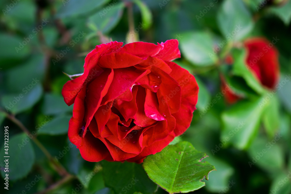 Red rose. Invitation, greetings card. Caring for flowers in the garden.