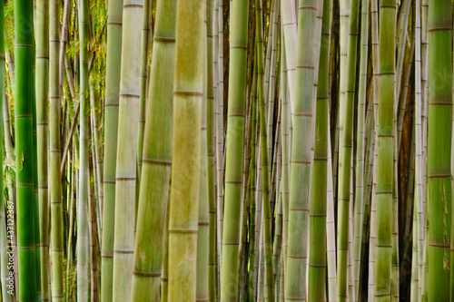 bamboo forest background