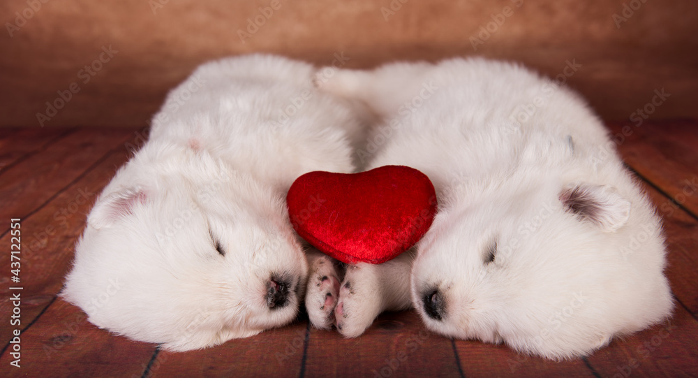 Two small one month old cute white Samoyed puppies dogs with red heart Two small one month old cute white Samoyed puppies dogs with red heart