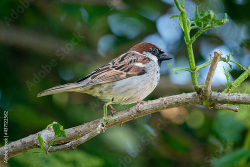 House Sparrow standing on branch 