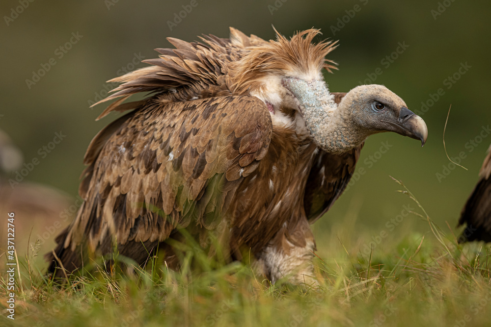 Fototapeta premium Griffon Vulture (Gyps fulvus) portrait, Castile and Leon, Spain.