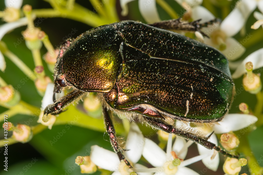 Fototapeta premium Rose Chafer (Cetonia aurata). Green-golden beetle on a flower