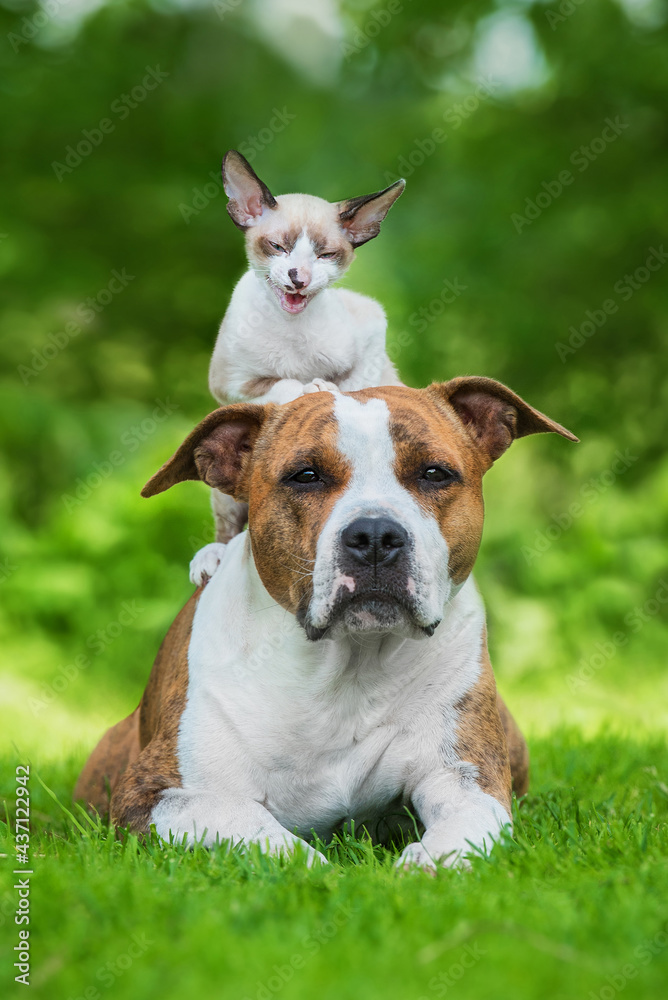 Dog together with little kitten sitting on its head in summer. Friendship of American staffordshire terrier dog and cornish rex kitten.