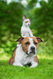 Dog together with little kitten sitting on its head in summer. Friendship of American staffordshire terrier dog and cornish rex kitten.