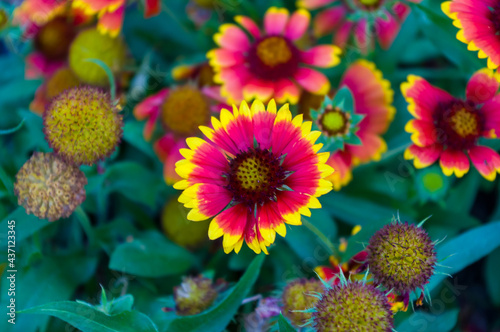 pollination by bees colorful flowers Gaillardia in the garden