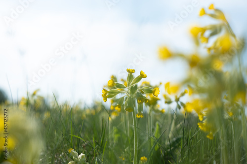 Cowslip flowers growing on a meadow during spring. Cowslips. photo
