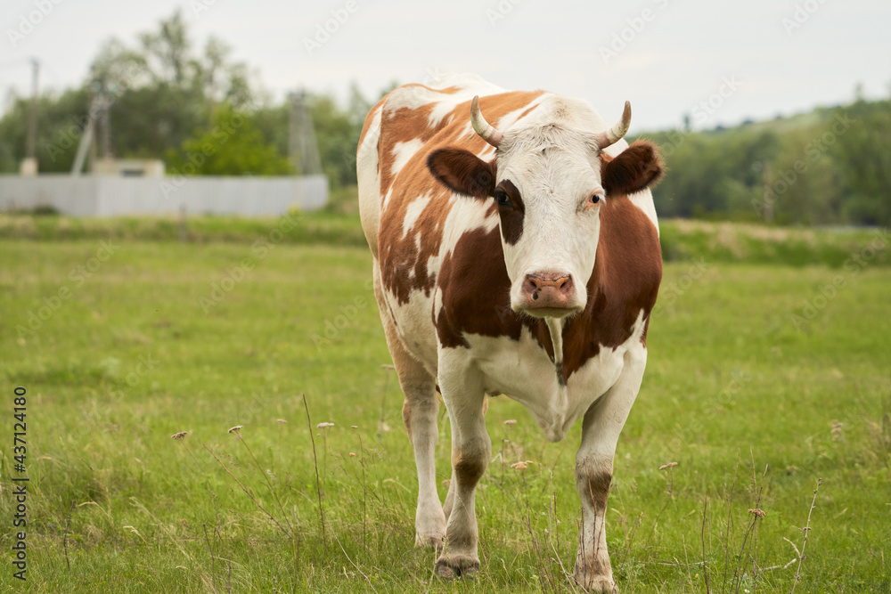 Rural landscape. A full-length red and white cow in a summer pasture. Copy space.