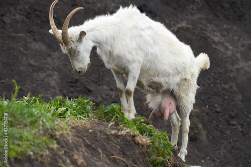  A full-length milky white goat in a ravine. Selective focus.
