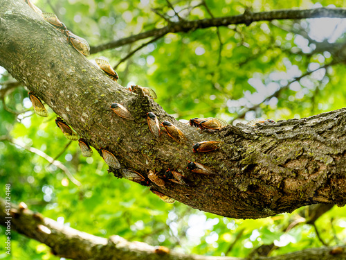 Group of cicadas on tree branch photo
