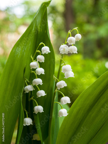 White lily of the valley flower. Convallaria majalis.