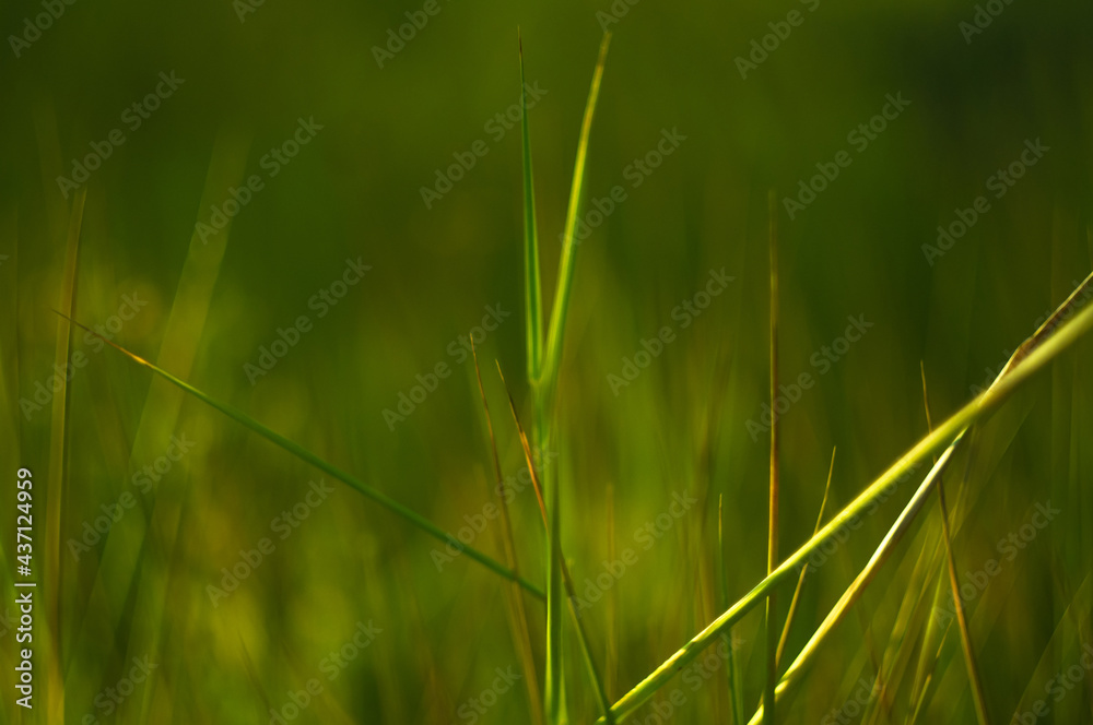 Wild plants and flowers close-up, early spring on a warm sunny day, bright beautiful background, selected soft focus Wild plants and flowers close-up, early spring on a warm sunny day, bright beautiful background, selected soft focus