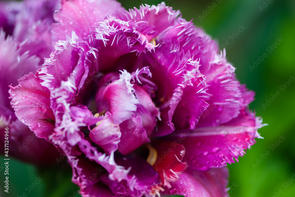 Close-up fabulous purple inflorescence of  tulip with raindrops on green background