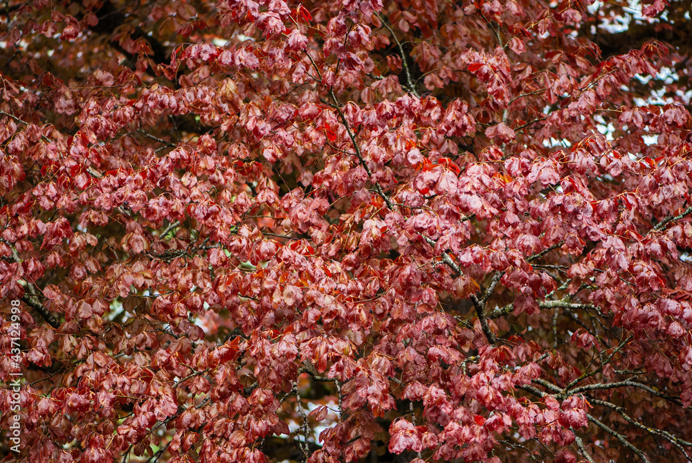 Beautiful background image of beech red leaves Beautiful background image of beech red leaves