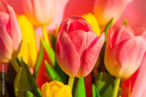 Background for a greeting card - a bouquet of fresh pink and yellow tulips