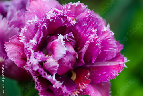 Close-up fabulous purple inflorescence of tulip with raindrops on green background