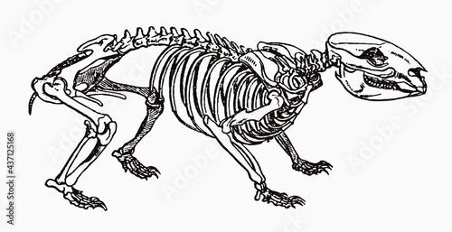 Common wombat vombatus ursinus skeleton in profile view, after antique engraving from the 19th century