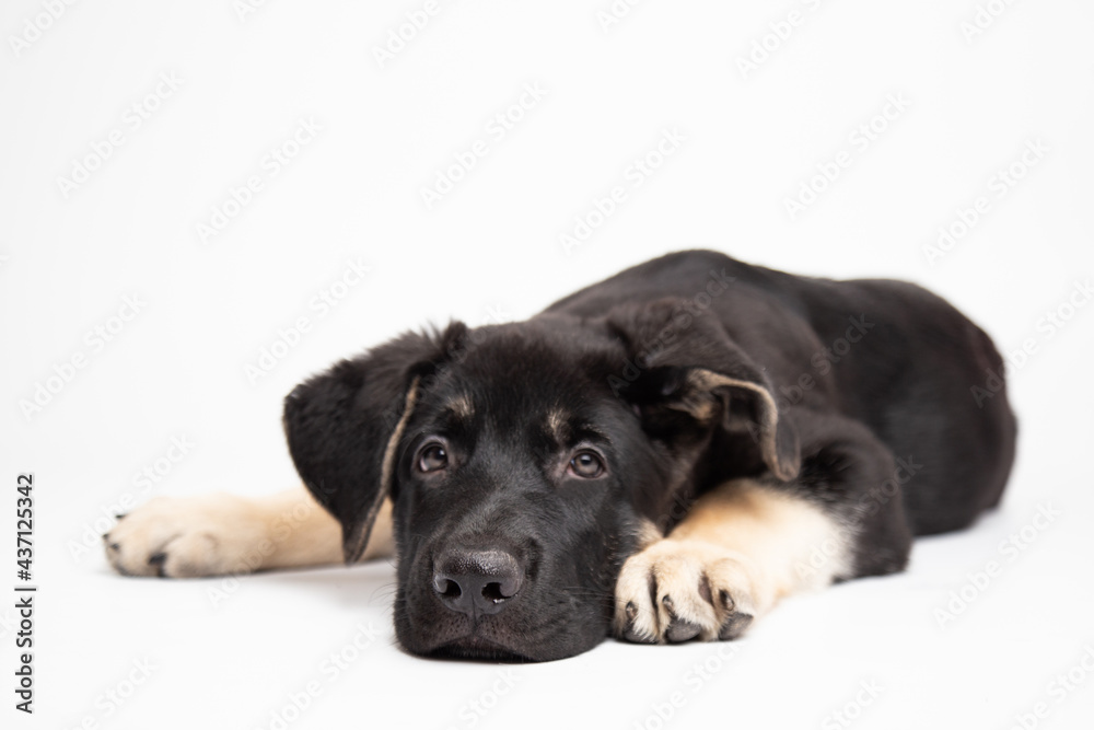  german shepherd puppy lies on a white background and looking at camera. cute funny sleeping animals concept with copy space