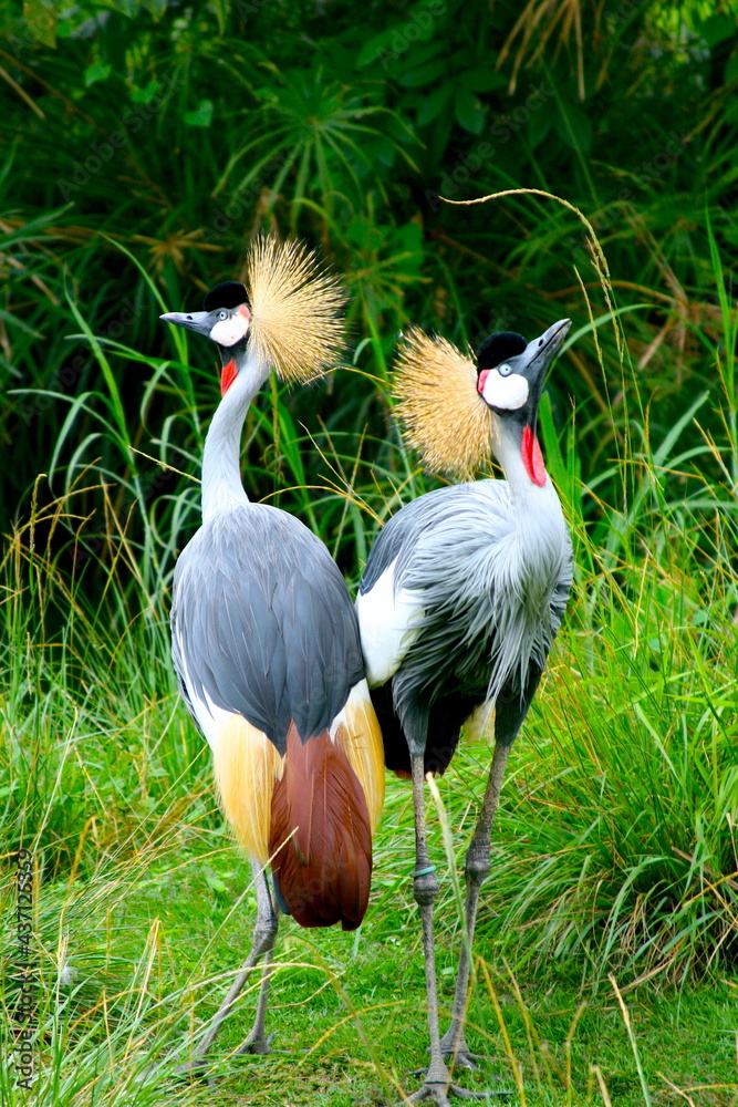 Fototapeta premium Two birds with puffy cops stand in the grass. Bali, Indonesia